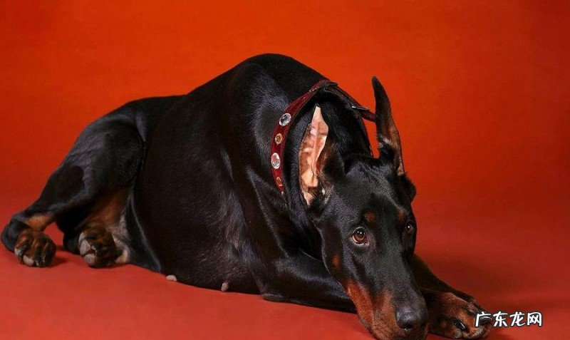 给小狗刷牙漱口的常见问题，适当地清理口腔内部，协助狗狗健康发展