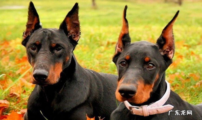 给小狗刷牙漱口的常见问题,适当地清理口腔内部,协助狗狗健康发展