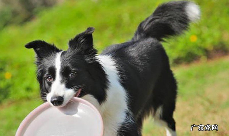 给小狗刷牙漱口的常见问题，适当地清理口腔内部，协助狗狗健康发展