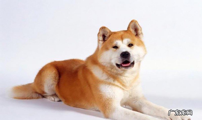 给小狗刷牙漱口的常见问题,适当地清理口腔内部,协助狗狗健康发展