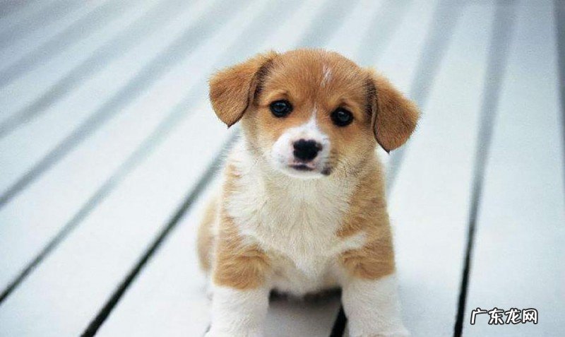 给小狗刷牙漱口的常见问题，适当地清理口腔内部，协助狗狗健康发展