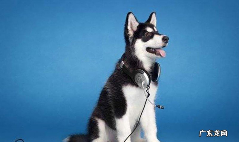 给小狗刷牙漱口的常见问题，适当地清理口腔内部，协助狗狗健康发展