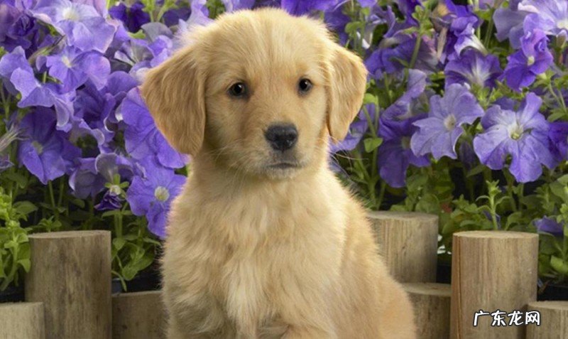 给小狗刷牙漱口的常见问题,适当地清理口腔内部,协助狗狗健康发展