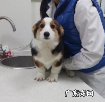 养动物一定要除虫吗？三招教你辨别小狗是否感柒裂头蚴？