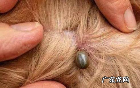 养动物一定要除虫吗？三招教你辨别小狗是否感柒裂头蚴？