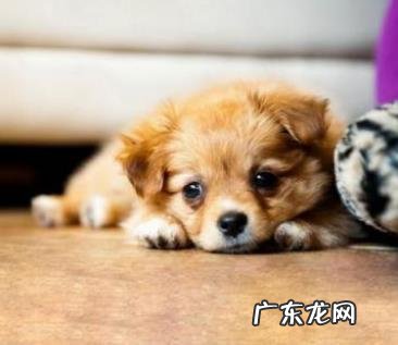 养动物一定要除虫吗？三招教你辨别小狗是否感柒裂头蚴？