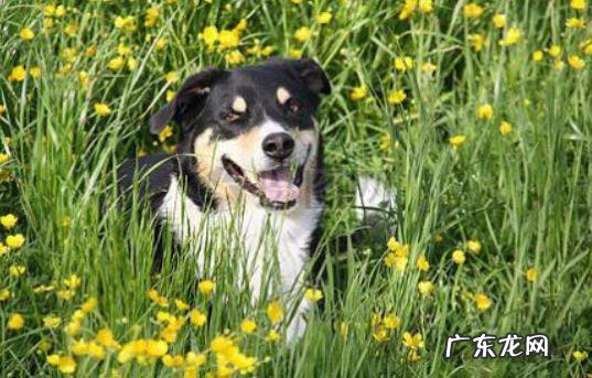 养动物一定要除虫吗？三招教你辨别小狗是否感柒裂头蚴？