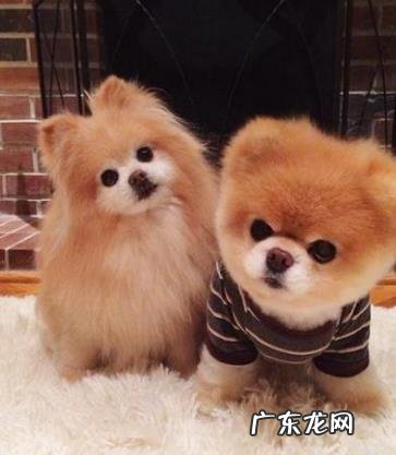 养动物一定要除虫吗？三招教你辨别小狗是否感柒裂头蚴？