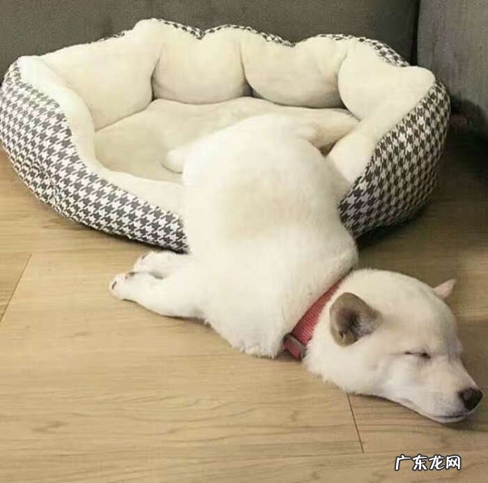 狗狗感冒了不管他会怎么样