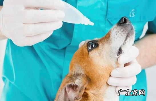 狗狗感冒了不管他会怎么样