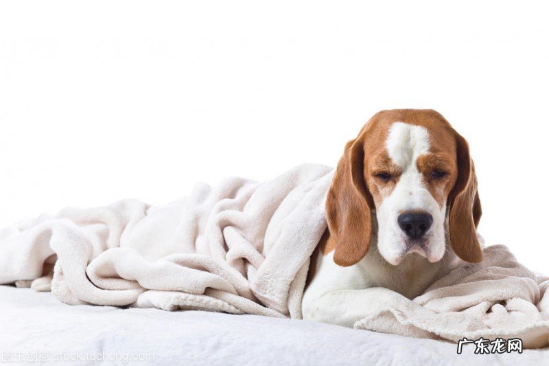 狗狗感冒了不管他会怎么样