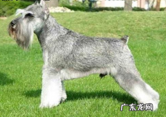 雪纳瑞不进餐拉肚子便便，雪纳瑞不必吃物件就拉肚子