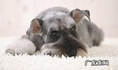 雪纳瑞不进餐拉肚子便便，雪纳瑞不必吃物件就拉肚子