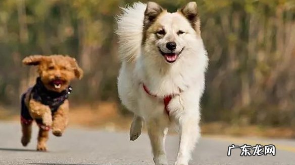 小泰迪突然拉不出屎应该怎么办