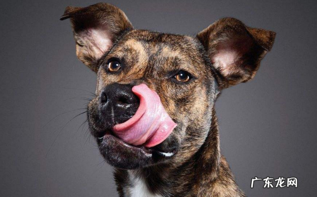 怎么判断小狗狗是否身体健康?