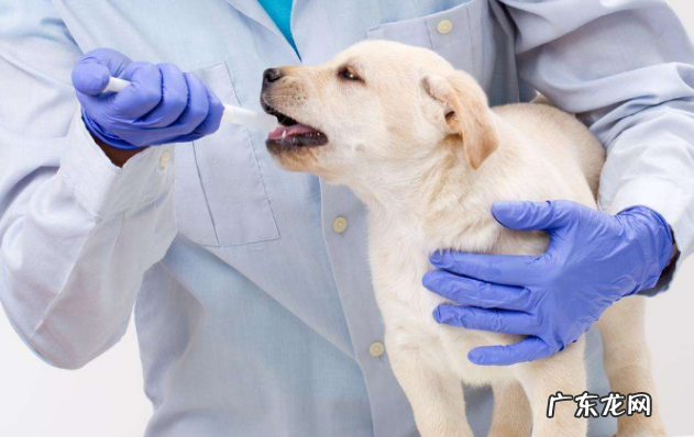 怎么判断小狗狗是否身体健康?