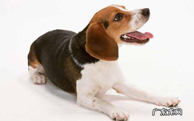 怎么判断小狗狗是否身体健康?