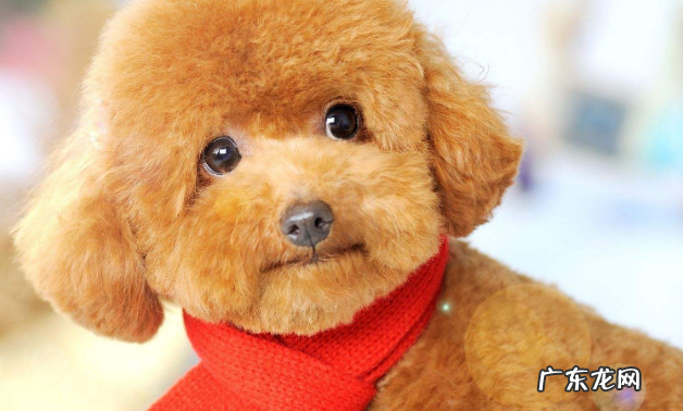 怎么判断小狗狗是否身体健康?