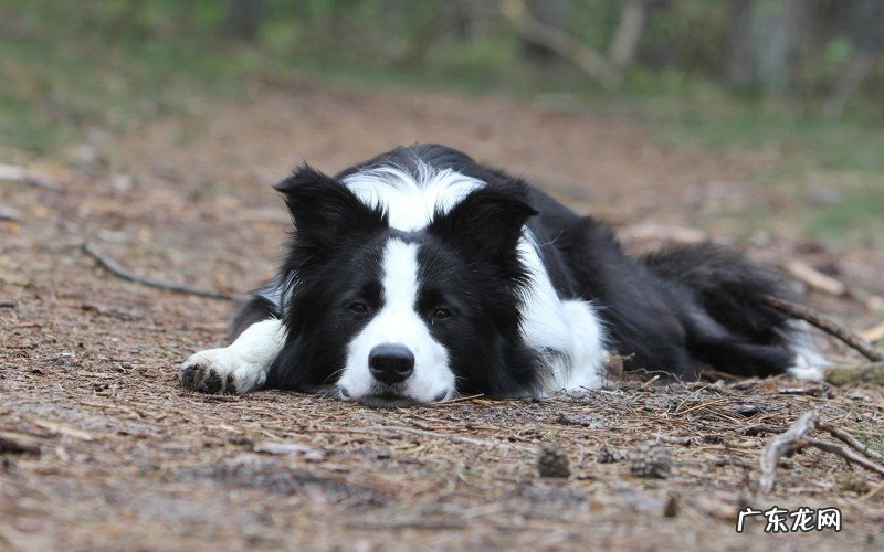 边牧发烧感冒吐红色物件,边牧感冒发烧吐应该怎么办