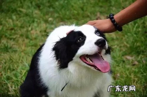 边牧发烧感冒吐红色物件,边牧感冒发烧吐应该怎么办