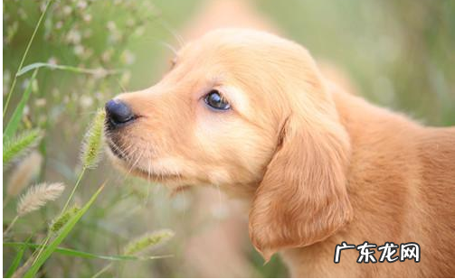 小狗单独吃孕妇钙片拉肚子,小狗吃孕妇钙片会拉肚子是什么原因