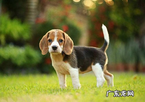 小狗外伤能用云南白药吗