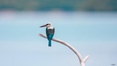 怀孕期间每天喝孕妇奶粉会容易长胖吗
