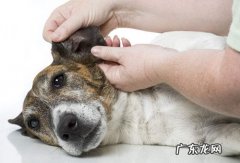 怎样给狗滴耳药，狗耳药水怎样操作步骤