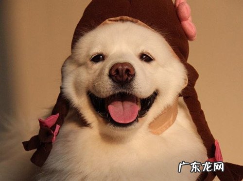 【养动物经验分享】小狗现象一般几天,小狗应激反应综合症致命性吗