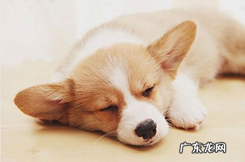 柯基干咳可以 吃鸡肉吗,柯基干咳要戒口吗