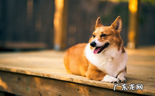 柯基干咳可以 吃鸡肉吗,柯基干咳要戒口吗