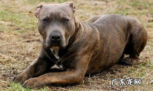 比特犬恶心呕吐应该怎么办?比特犬恶心呕吐是什么原因