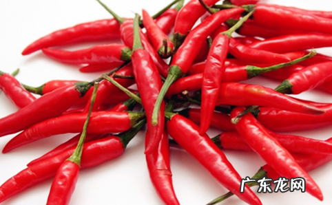 比特犬恶心呕吐应该怎么办?比特犬恶心呕吐是什么原因