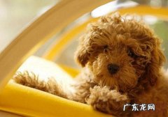 小泰迪醒来浓眼睛眼屎多是吃了易上火的物品吗