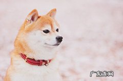 柴犬耳螨用红药水，红药水擦柴犬耳螨有什么作用