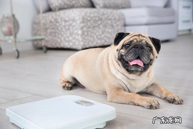 小狗的一切人体正常体温、心跳和呼吸要多少钱?把握这类指标,守护小狗身体健康