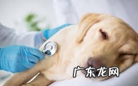 小狗的一切人体正常体温、心跳和呼吸要多少钱？把握这类指标，守护小狗身体健康