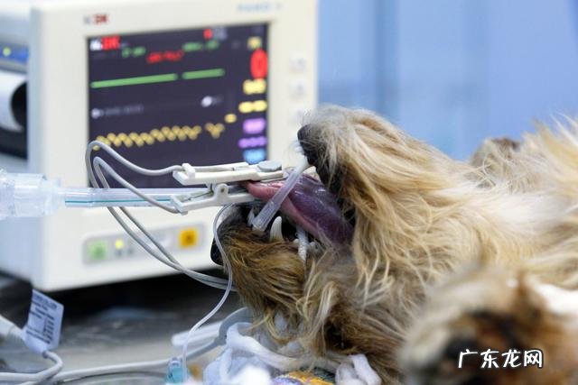 小狗的一切人体正常体温、心跳和呼吸要多少钱?把握这类指标,守护小狗身体健康