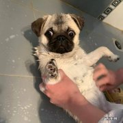 小狗玩儿一趟回家后经常腹泻找不着原因？一定要注意这类寄生虫