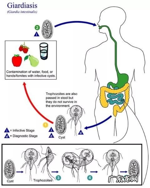小狗玩儿一趟回家后经常腹泻找不着原因？一定要注意这类寄生虫
