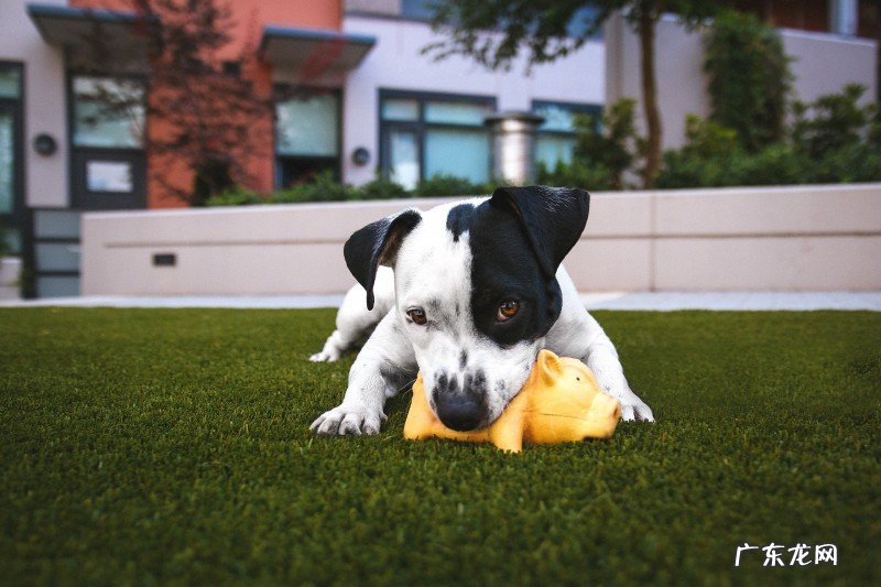 小狗玩儿一趟回家后经常腹泻找不着原因?一定要注意这类寄生虫