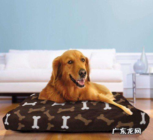 金毛狗狗行走一瘸一拐但看不到伤