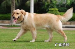 金毛狗狗行走一瘸一拐但看不到伤