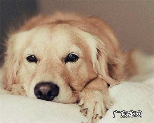 金毛狗狗行走一瘸一拐但看不到伤