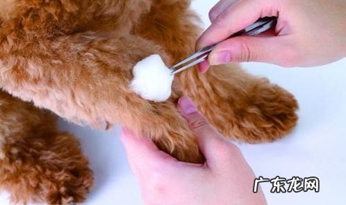 小狗创口快速干燥结痂的药