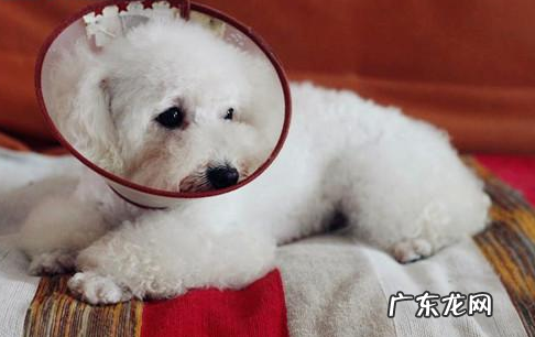 小狗创口快速干燥结痂的药