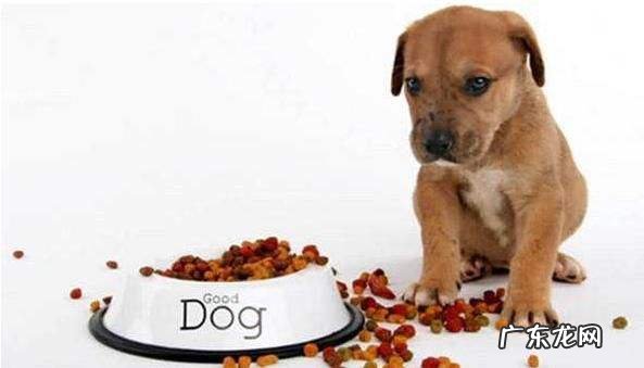 狗狗拉稀吃土霉素片可以吗