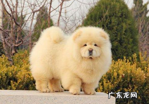 松狮发烧感冒情况严重吗,松狮感冒怎么办,松狮感冒吃什么中药材