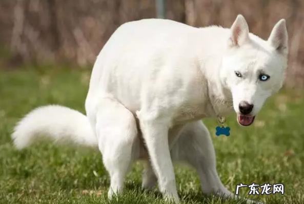 小狗狗对着你骑跨?你把握它一些行为背后的现实意义吗?没你需要那么简易