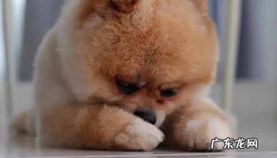 小狗狗对着你骑跨?你把握它一些行为背后的现实意义吗?没你需要那么简易